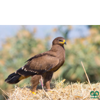 گونه عقاب خالدار کوچک Lesser Spotted Eagle